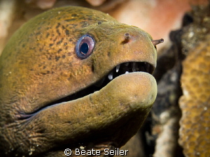 Moray Eel by Beate Seiler 